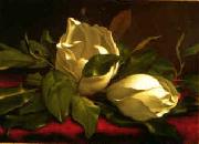 Martin Johnson Heade, Magnolia hgh